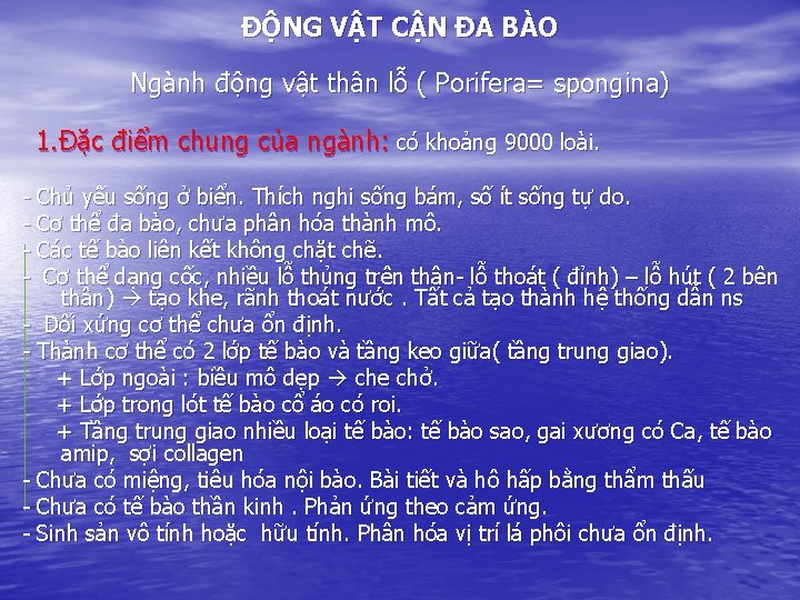 ĐỘNG VẬT CẬN ĐA BÀO Ngành động vật thân lỗ ( Porifera= spongina) 1.