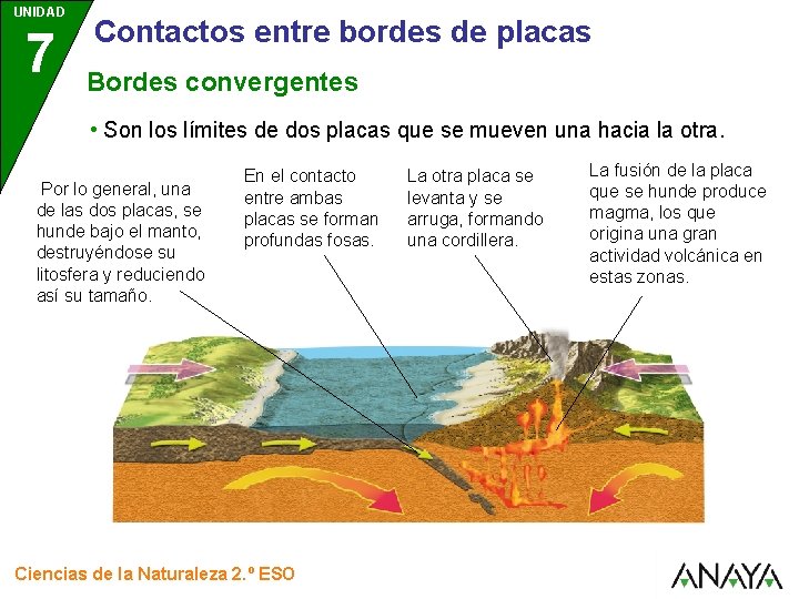 UNIDAD 7 Contactos entre bordes de placas Bordes convergentes • Son los límites de
