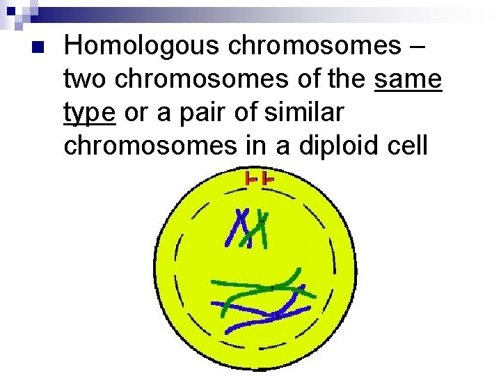 n Homologous chromosomes – two chromosomes of the same type or a pair of n Homologous chromosomes – two chromosomes of the same type or a pair of