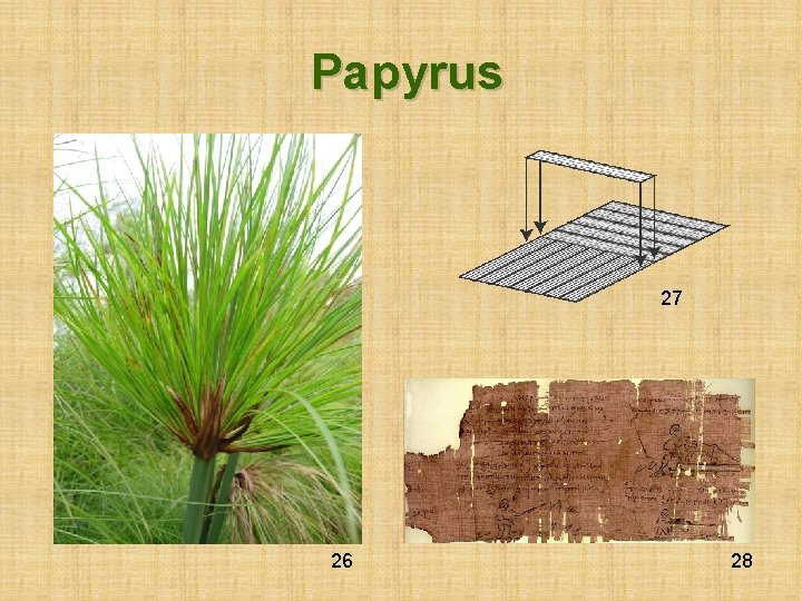 Papyrus 27 26 28 