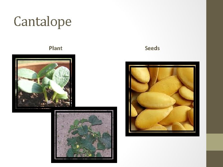Cantalope Plant Seeds 