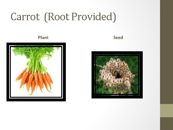 Carrot (Root Provided) Plant Seed 