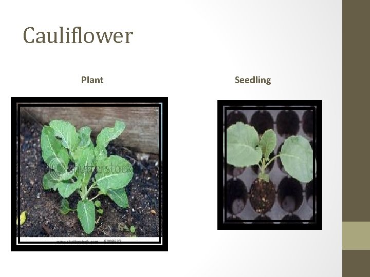 Cauliflower Plant Seedling 