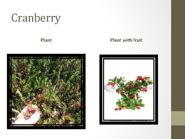 Cranberry Plant with fruit 