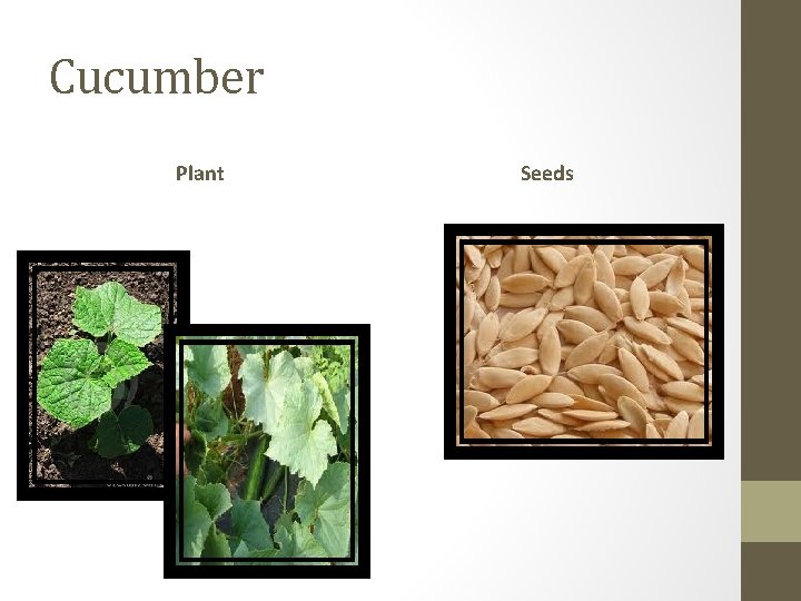 Cucumber Plant Seeds 