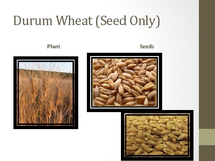 Durum Wheat (Seed Only) Plant Seeds 