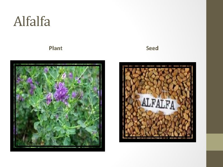 Alfalfa Plant Seed 
