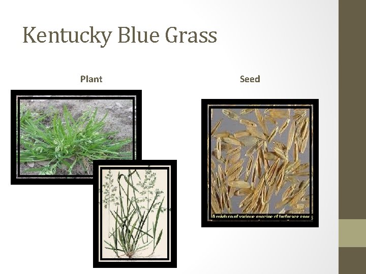 Kentucky Blue Grass Plant Seed 
