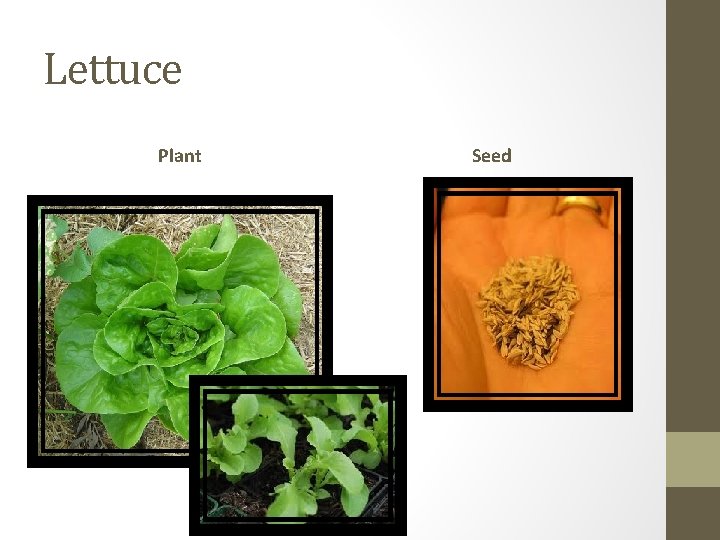 Lettuce Plant Seed 