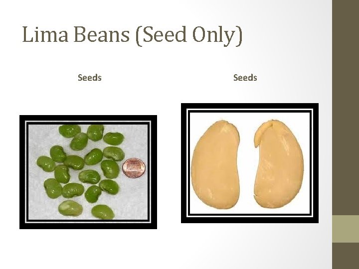 Lima Beans (Seed Only) Seeds 