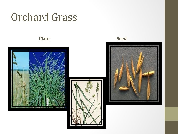 Orchard Grass Plant Seed 