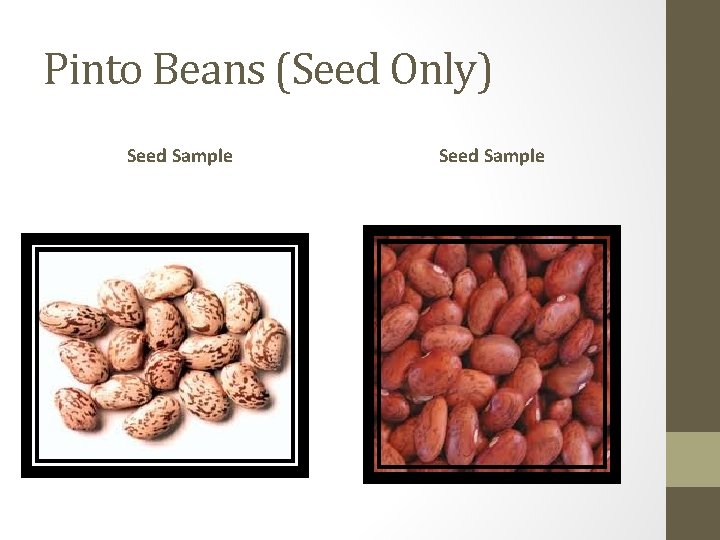 Pinto Beans (Seed Only) Seed Sample 