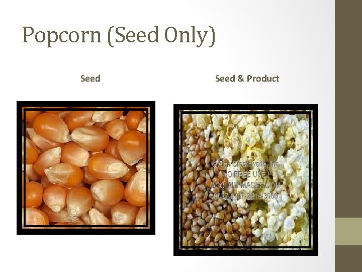 Popcorn (Seed Only) Seed & Product 