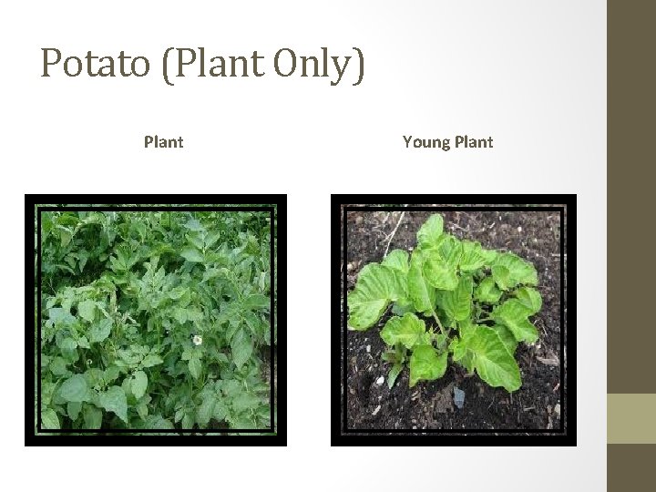 Potato (Plant Only) Plant Young Plant 