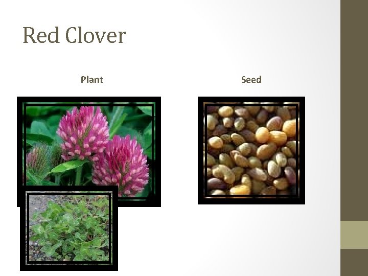 Red Clover Plant Seed 