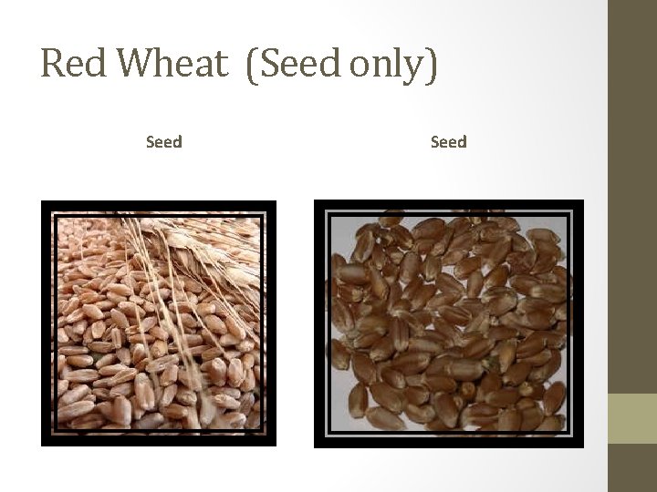 Red Wheat (Seed only) Seed 