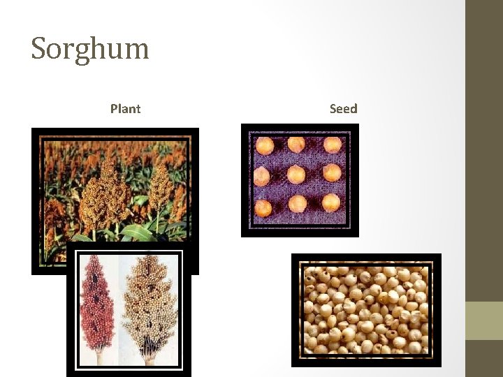 Sorghum Plant Seed 