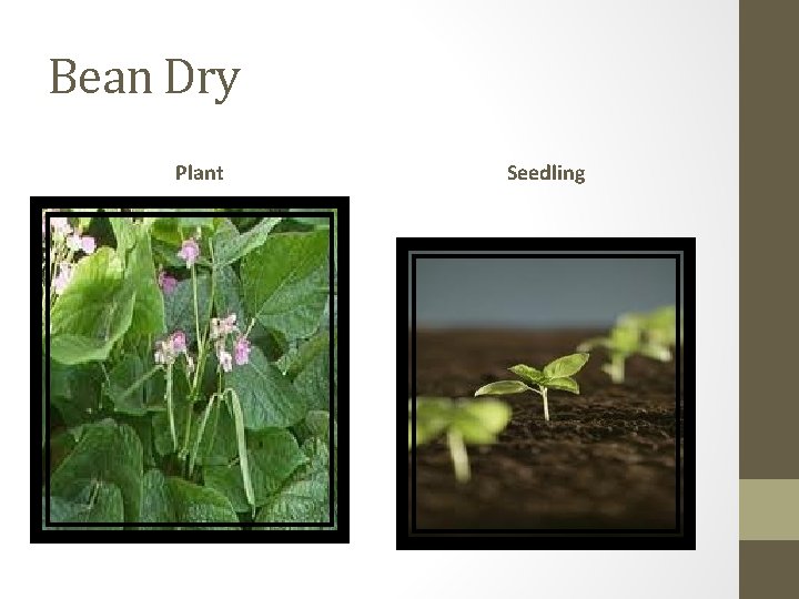 Bean Dry Plant Seedling 