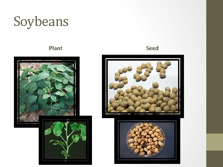 Soybeans Plant Seed 