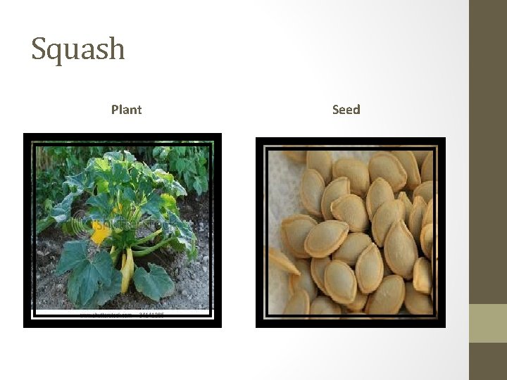 Squash Plant Seed 