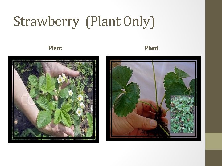 Strawberry (Plant Only) Plant 