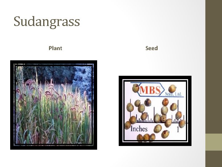 Sudangrass Plant Seed 