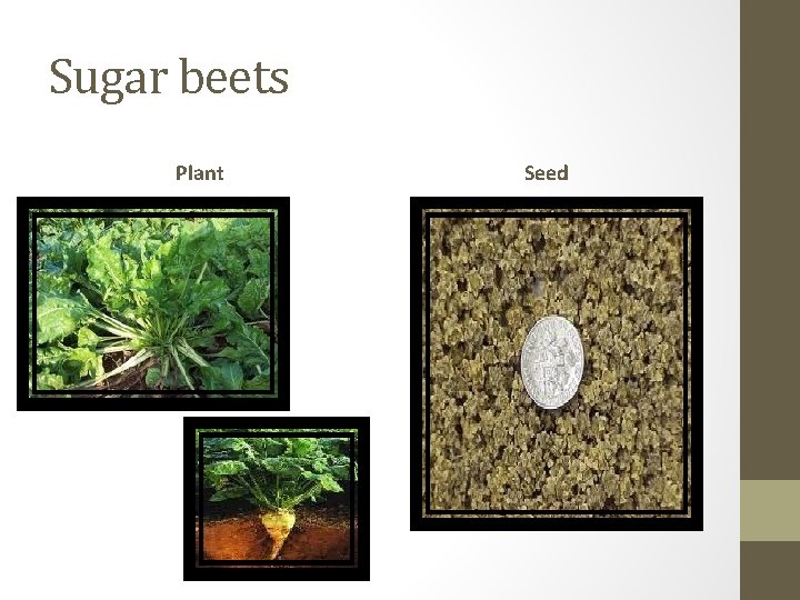 Sugar beets Plant Seed 