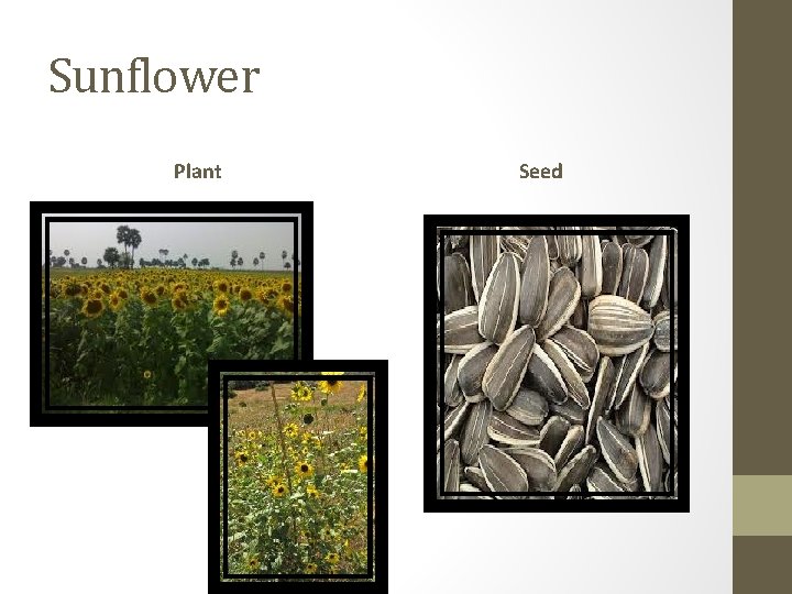 Sunflower Plant Seed 