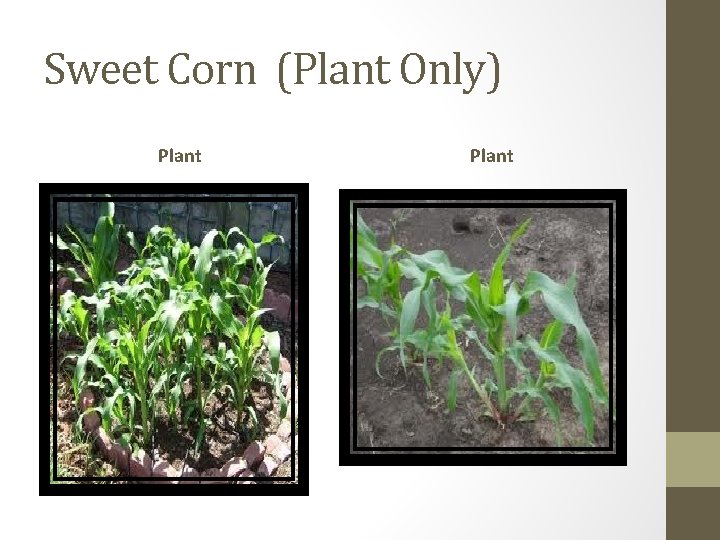 Sweet Corn (Plant Only) Plant 