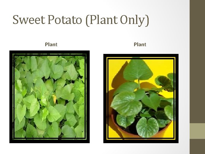 Sweet Potato (Plant Only) Plant 