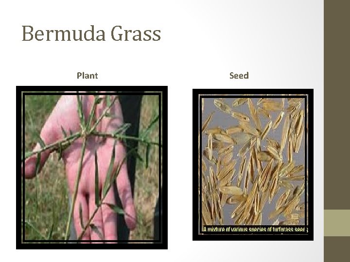 Bermuda Grass Plant Seed 