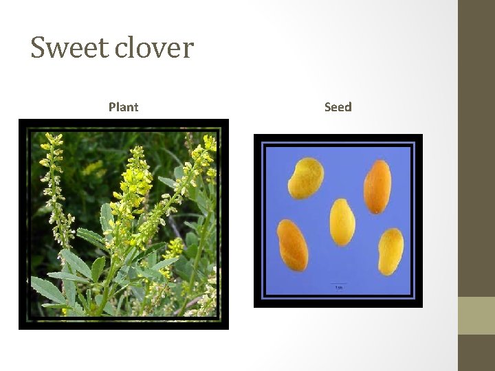 Sweet clover Plant Seed 