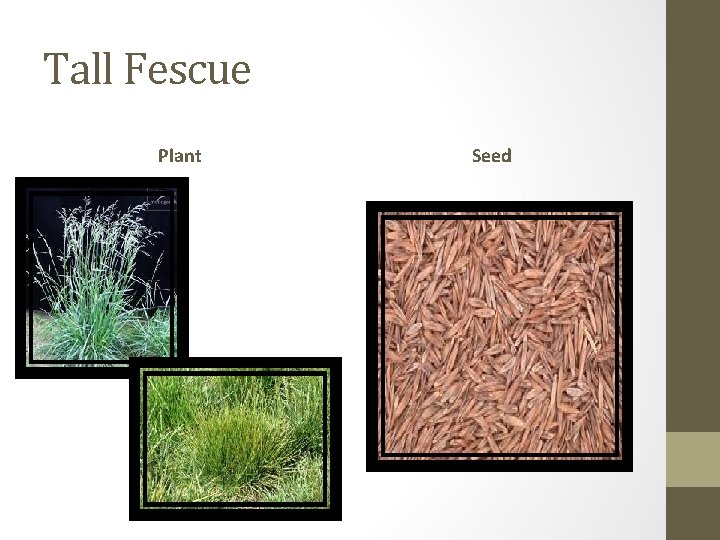 Tall Fescue Plant Seed 