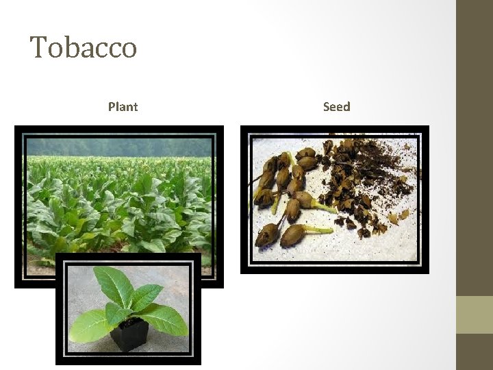 Tobacco Plant Seed 