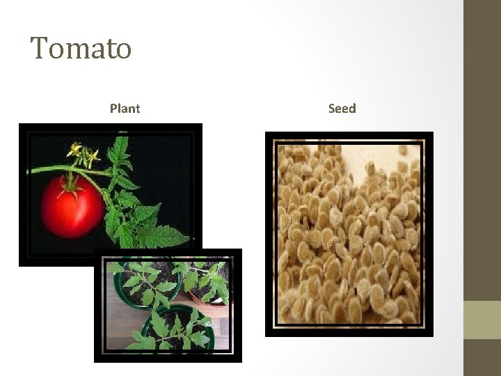 Tomato Plant Seed 