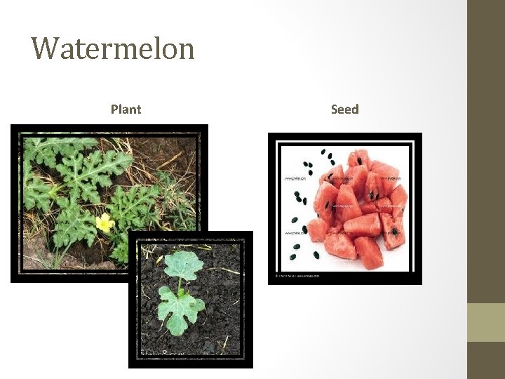 Watermelon Plant Seed 