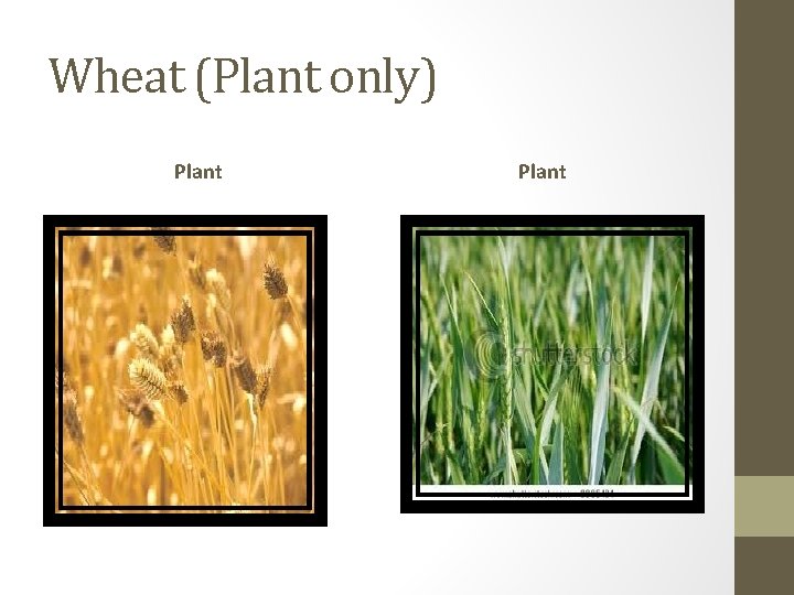 Wheat (Plant only) Plant 
