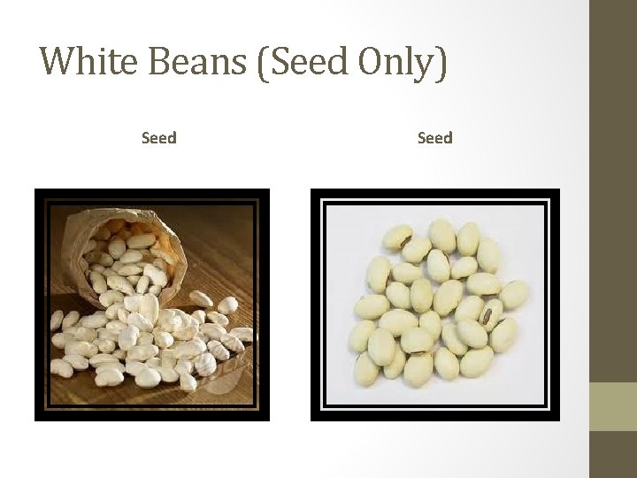 White Beans (Seed Only) Seed 