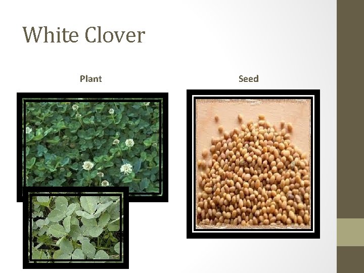 White Clover Plant Seed 