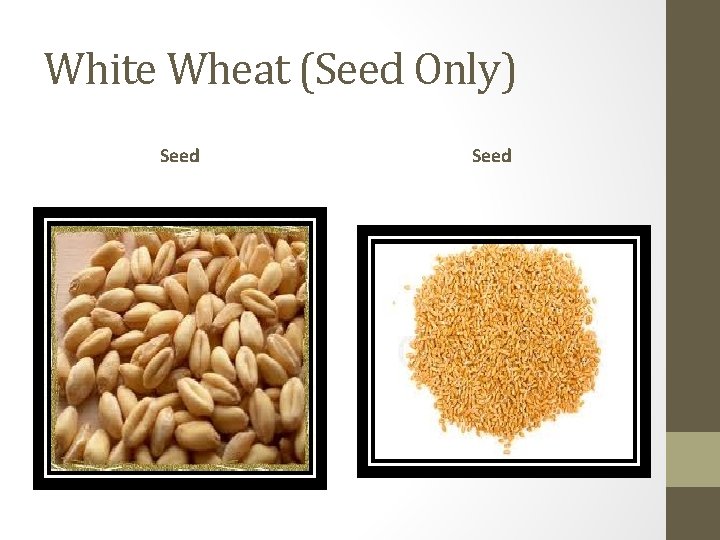 White Wheat (Seed Only) Seed 