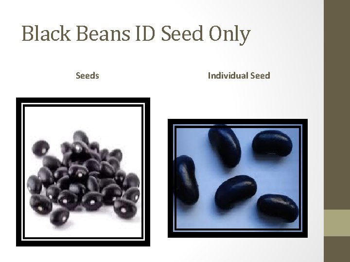 Black Beans ID Seed Only Seeds Individual Seed 