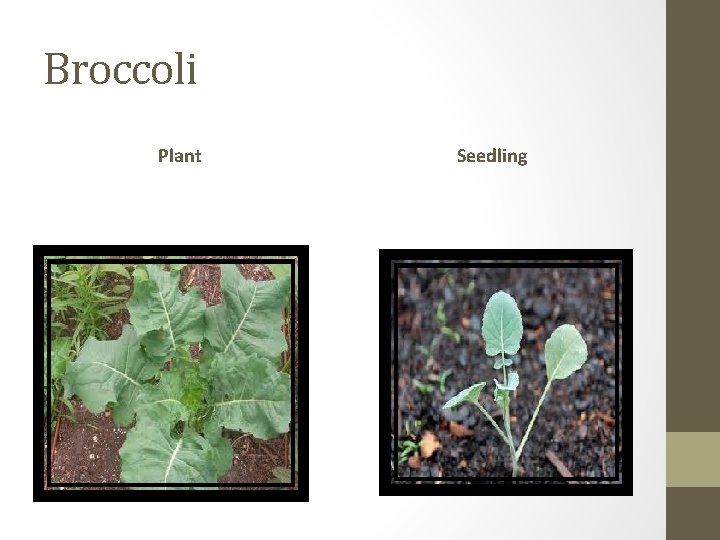 Broccoli Plant Seedling 