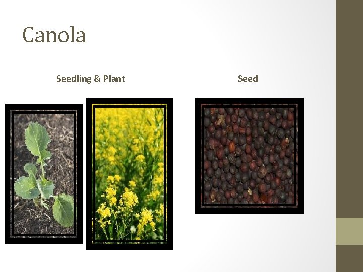 Canola Seedling & Plant Seed 