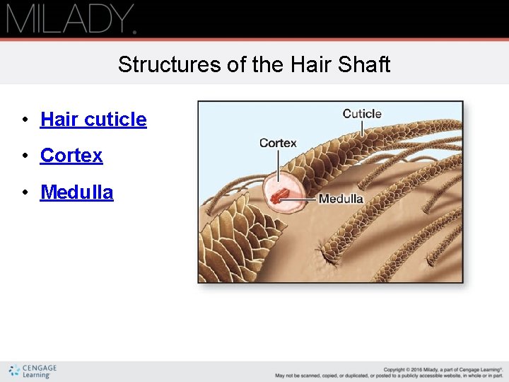 Structures of the Hair Shaft • Hair cuticle • Cortex • Medulla 