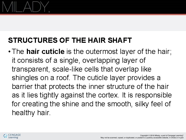 STRUCTURES OF THE HAIR SHAFT • The hair cuticle is the outermost layer of