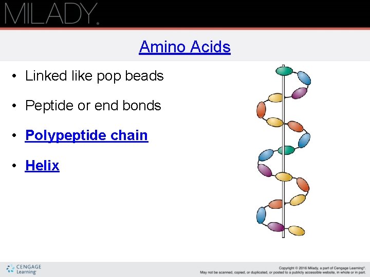 Amino Acids • Linked like pop beads • Peptide or end bonds • Polypeptide