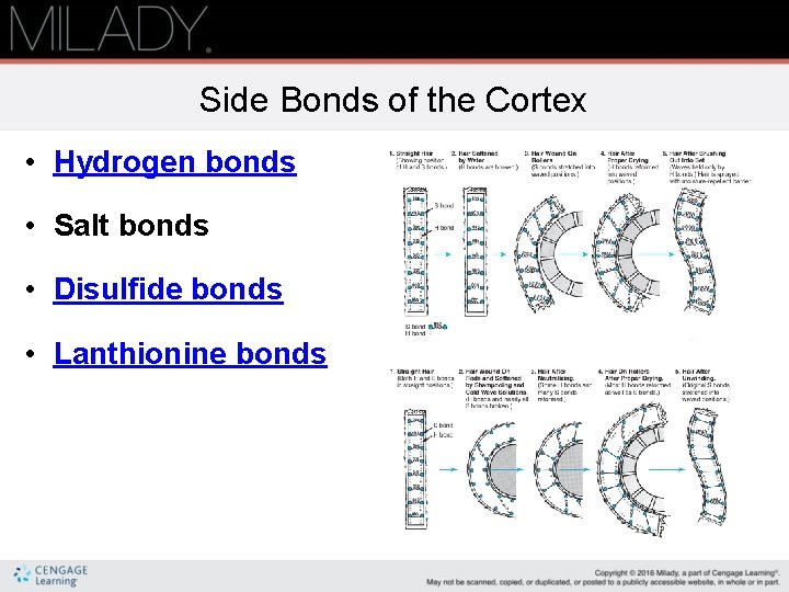 Side Bonds of the Cortex • Hydrogen bonds • Salt bonds • Disulfide bonds