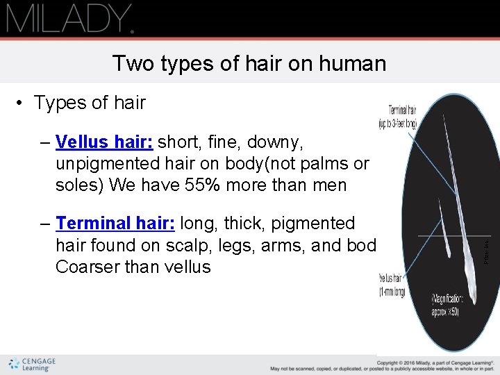 Two types of hair on human • Types of hair – Terminal hair: long,