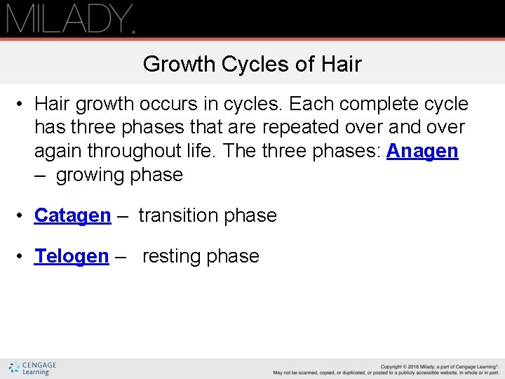 Growth Cycles of Hair • Hair growth occurs in cycles. Each complete cycle has