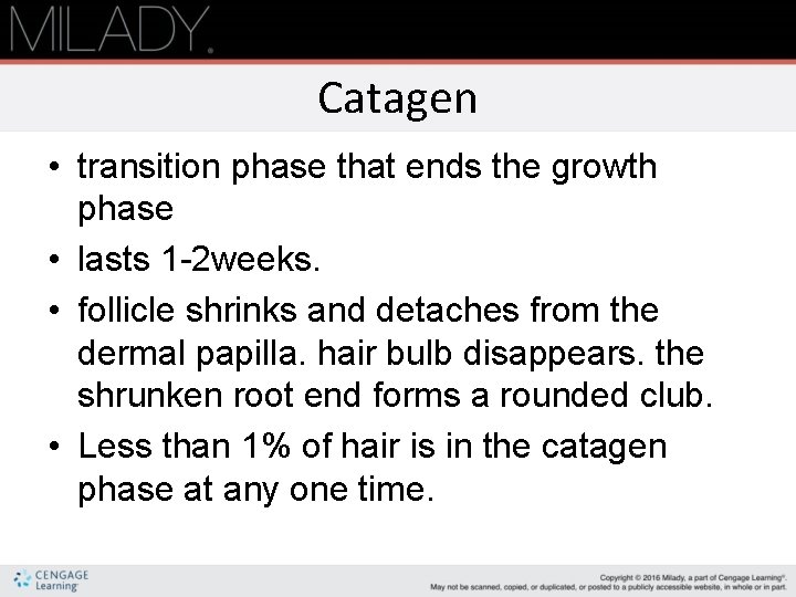 Catagen • transition phase that ends the growth phase • lasts 1 2 weeks.